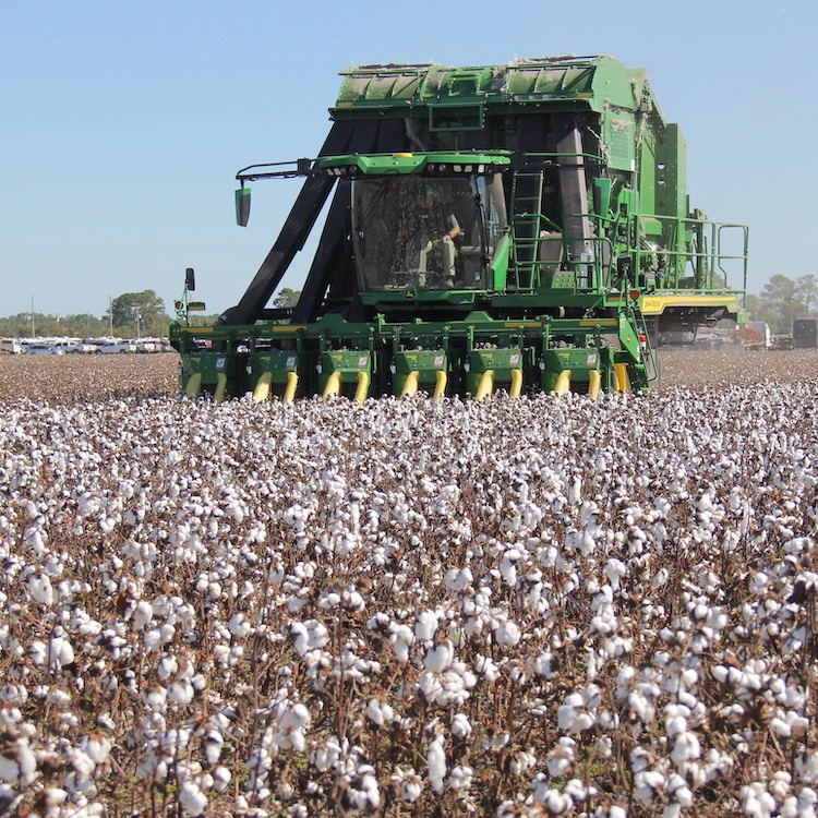 Georgia's top cotton producers for '21 crop honored